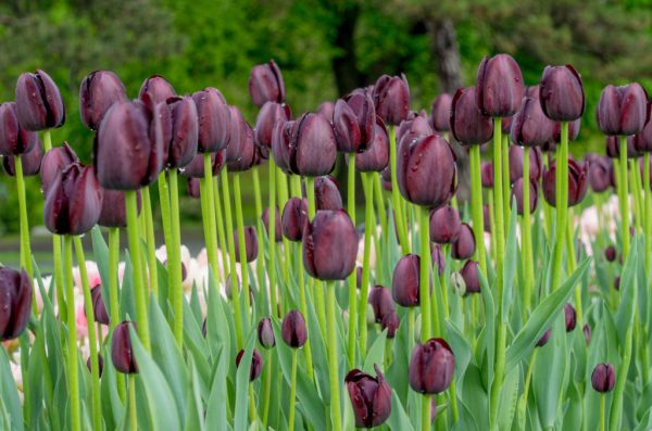 QUEEN OF NIGHT tulipán